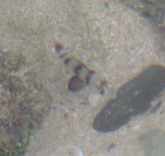 Diplodus hottentotus