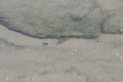 Diplodus hottentotus