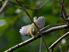 Phylloscopus goodsoni