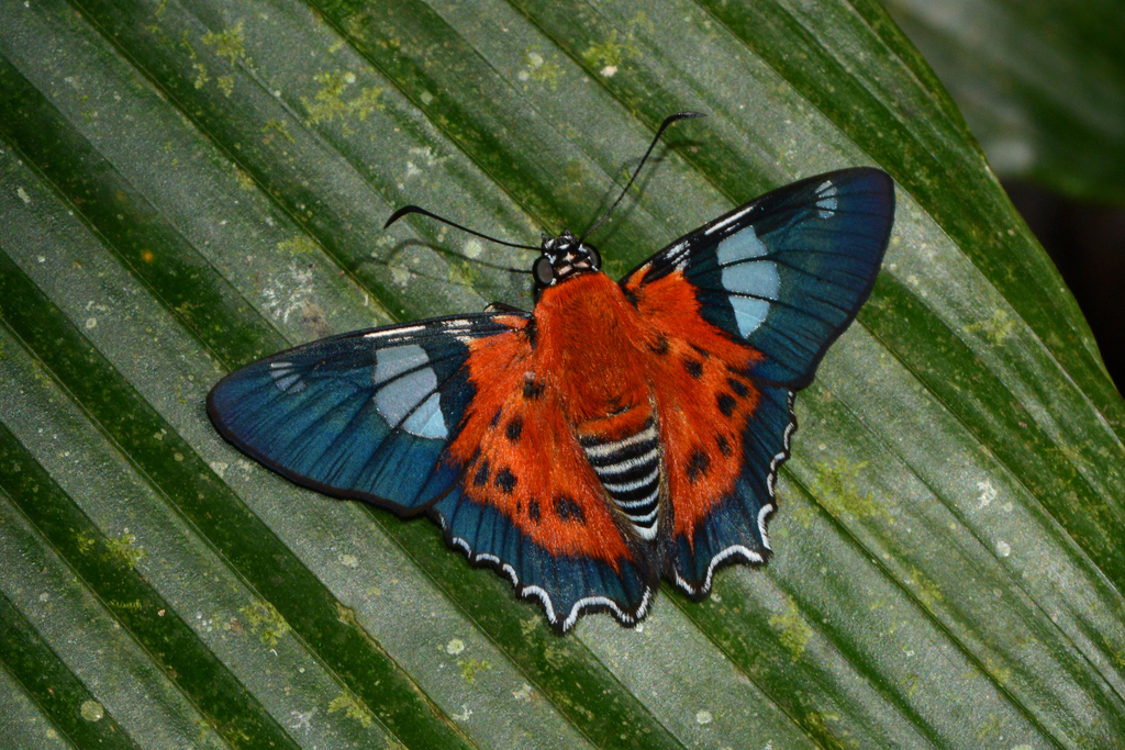 Myscelus pardalina (Panamã Guaçu I) · iNaturalist