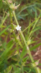 Oxygonum sinuatum