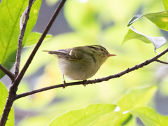 Phylloscopus goodsoni