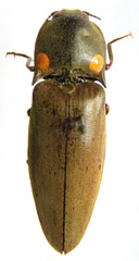 Pyrophorus noctilucus