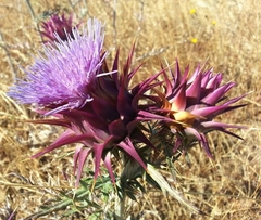 Cynara algarbiensis