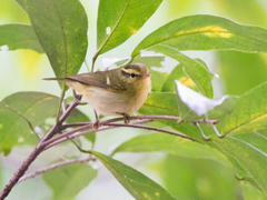 Phylloscopus goodsoni