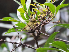 Phylloscopus goodsoni