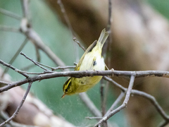 Phylloscopus goodsoni