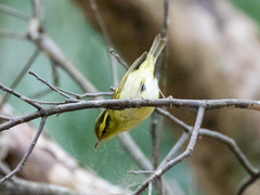 Phylloscopus goodsoni