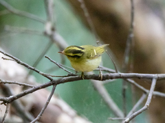 Phylloscopus goodsoni