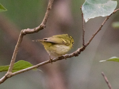 Phylloscopus goodsoni