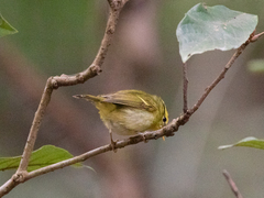Phylloscopus goodsoni