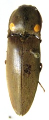 Pyrophorus noctilucus