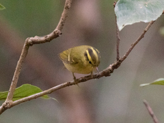 Phylloscopus goodsoni
