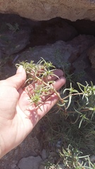 Petrosimonia brachiata