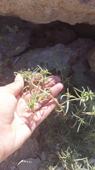 Petrosimonia brachiata