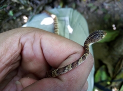 Imantodes gemmistratus