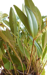 Stelis galeata