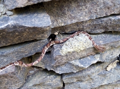 Imantodes gemmistratus