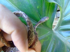 Imantodes gemmistratus