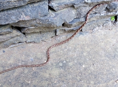 Imantodes gemmistratus