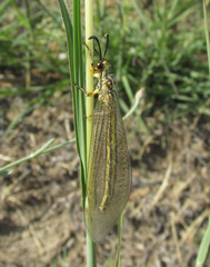 Myrmecaelurus trigrammus