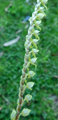 Stelis galeata