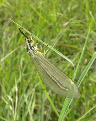 Myrmecaelurus trigrammus