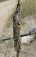 Acanthaclisini