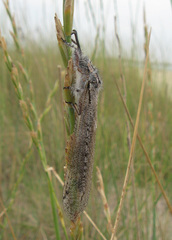 Acanthaclisini