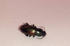 Carabidae