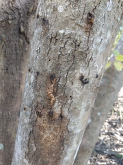 Anoplophora glabripennis
