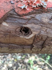 Anoplophora glabripennis