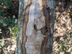Anoplophora glabripennis