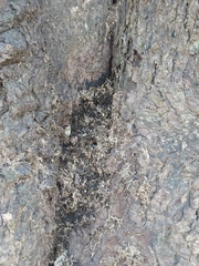 Anoplophora glabripennis