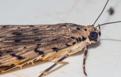 Sommeria meridionalis