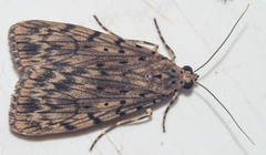 Sommeria meridionalis
