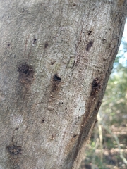 Anoplophora glabripennis