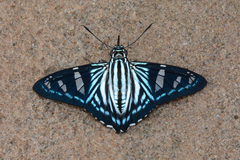 Phocides padrona