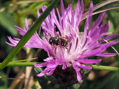 Pseudoanthidium nanum