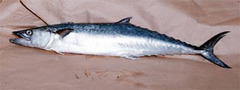 King Mackerel photo 5
