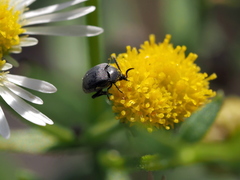 Spermophagus sericeus