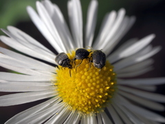 Spermophagus sericeus