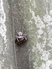 Polybetes pythagoricus