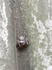 Polybetes pythagoricus