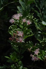 Capparis sepiaria