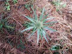 Eryngium proteiflorum