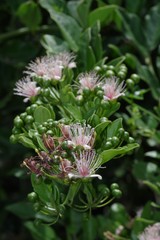 Capparis sepiaria
