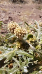 Xanthium spinosum