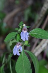 Justicia petiolaris