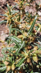 Xanthium spinosum